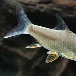 Lemon Fin Barb, photo 3