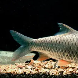 Lemon Fin Barb, photo 4