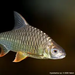 Lemon Fin Barb, photo 5