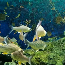 Lemon Fin Barb, photo 7