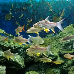 Lemon Fin Barb, photo 8