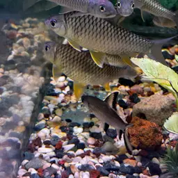Lemon Fin Barb, photo 9