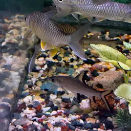 Lemon Fin Barb, photo 10