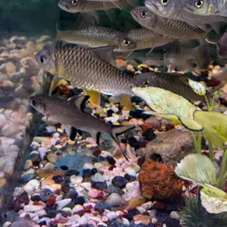 Lemon Fin Barb, photo 11