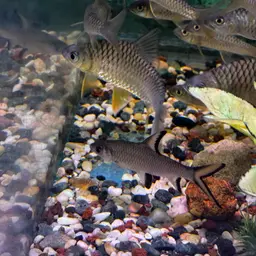 Lemon Fin Barb, photo 12