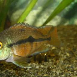 Butterfly Cichlid, photo 1