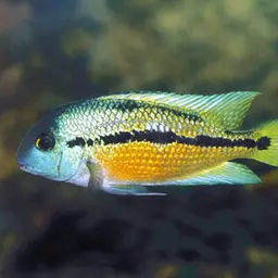 Butterfly Cichlid, photo 2