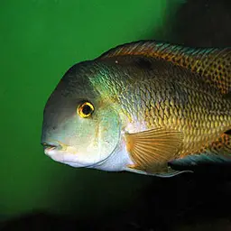 Butterfly Cichlid, photo 3