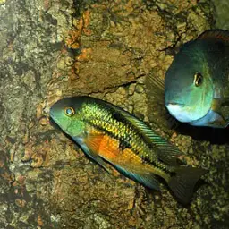 Butterfly Cichlid, photo 4