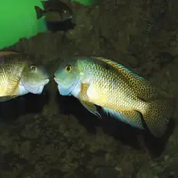 Butterfly Cichlid, photo 5