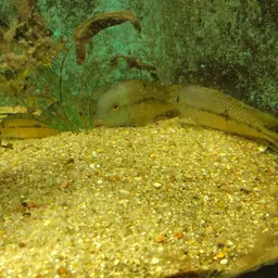 Butterfly Cichlid, photo 6