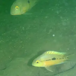Butterfly Cichlid, photo 7