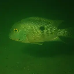 Butterfly Cichlid, photo 8