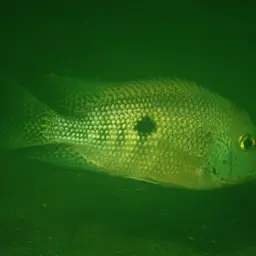 Butterfly Cichlid, photo 9
