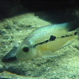 Butterfly Cichlid, photo 10