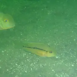 Butterfly Cichlid, photo 11