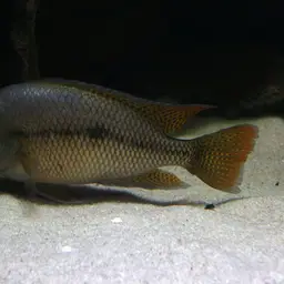 Butterfly Cichlid, photo 12