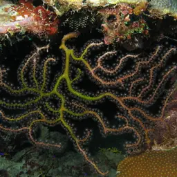Deepwater Sea Fan, photo 1