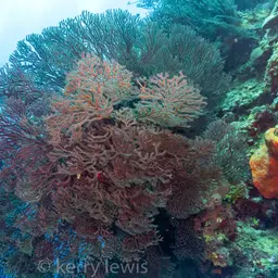 Deepwater Sea Fan, photo 2