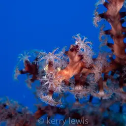Deepwater Sea Fan, photo 3
