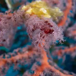 Deepwater Sea Fan, photo 4
