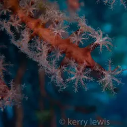 Deepwater Sea Fan, photo 5
