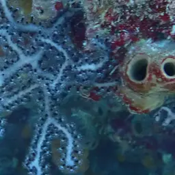 Deepwater Sea Fan, photo 6