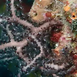 Deepwater Sea Fan, photo 7