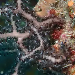 Deepwater Sea Fan, photo 8