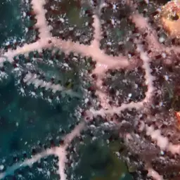 Deepwater Sea Fan, photo 9