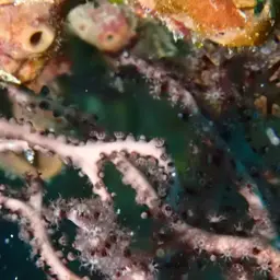 Deepwater Sea Fan, photo 10