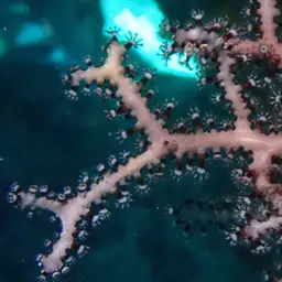 Deepwater Sea Fan, photo 11