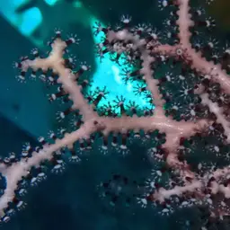 Deepwater Sea Fan, photo 12