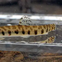 Puan spine loach, photo 2