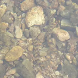 Puan spine loach, photo 3