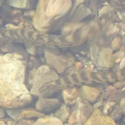 Puan spine loach, photo 4