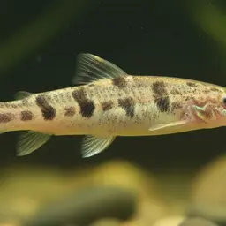 Puan spine loach