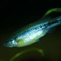 Goldbreast Splitfin, photo 1