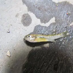 Goldbreast Splitfin, photo 2