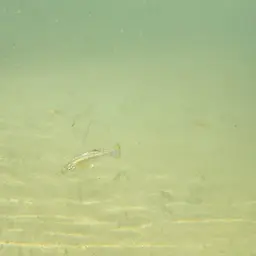 Goldbreast Splitfin, photo 3