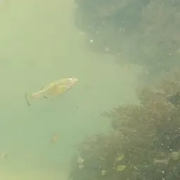 Goldbreast Splitfin, photo 4