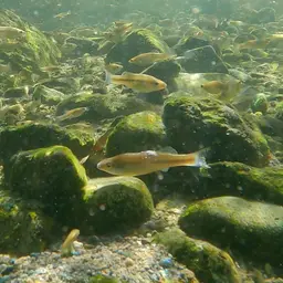 Goldbreast Splitfin, photo 5