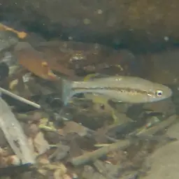 Goldbreast Splitfin, photo 7