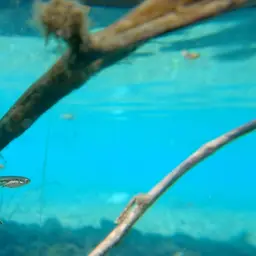 Goldbreast Splitfin, photo 8
