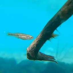 Goldbreast Splitfin, photo 9