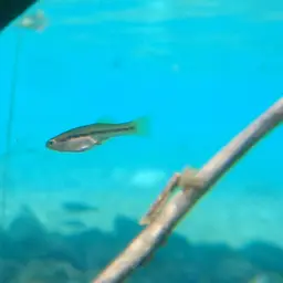Goldbreast Splitfin, photo 10