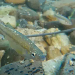 Goldbreast Splitfin, photo 11