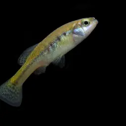 Goldbreast Splitfin, photo 12