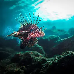 Soldier Lionfish, photo 1
