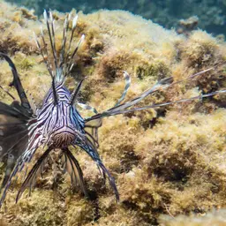 Soldier Lionfish, photo 2